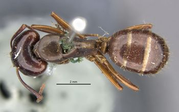 Media type: image;   Entomology 21455 Aspect: habitus dorsal view